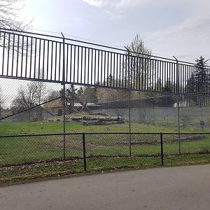 Snow Leopard Exhibit