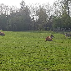 Princess, Ernie (Common Elands), & Zeus (Dwarf Zebu)