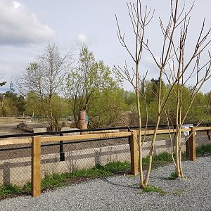 White Rhinoceros & Red River Hog Viewing Area