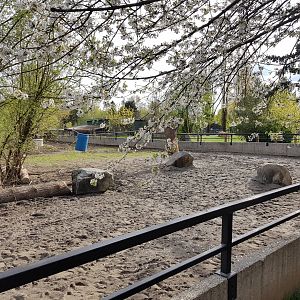 White Rhinoceros & Red River Hog Exhibit