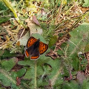 Small copper - Lycaena phlaeas