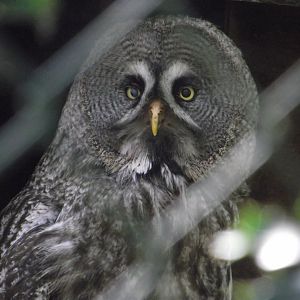 Great Grey Owl - Zooparc de Beauval - 04/2013