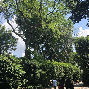 Can you spot the Orangutans?