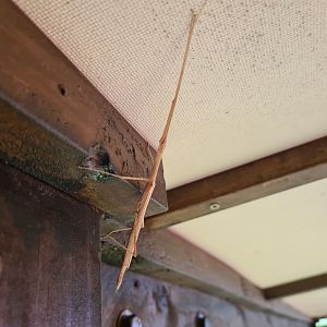 Mahè - Seychelles stick insect
