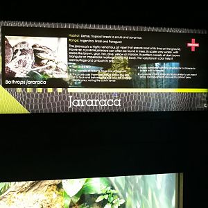 Never heard of this snake