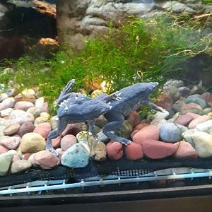 Sabana Suirinam toads