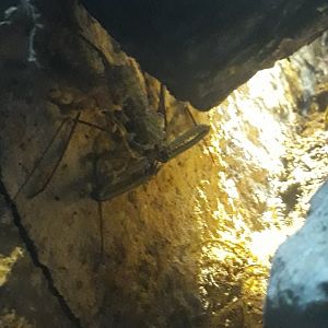 Tanzanian giant tailless whip scorpion