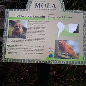 Similar yet different monkey