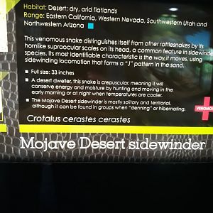 You little sidewinder