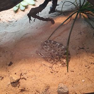 Mojave Desert sidewinder