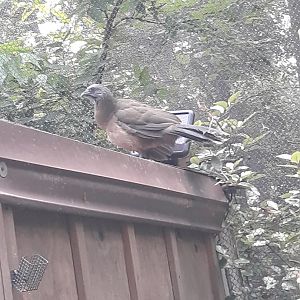 Plain chachalaca