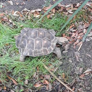 Texas tortoise