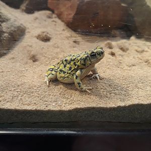 North American green toad