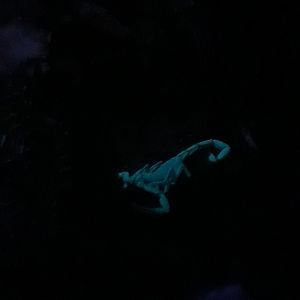 Striped bark scorpion