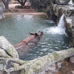 Indian rhino in his pool again