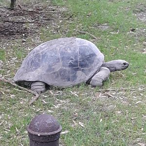 Aldabra giant tortoise