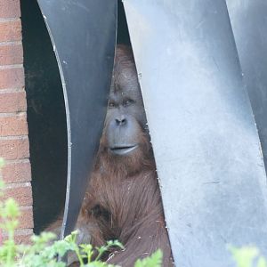 Male Bornean orangutan, May 2022