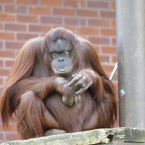 Female Bornean orangutan, May 2022