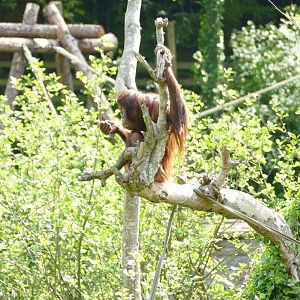 Female Bornean orangutan, May 2022