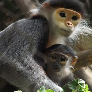 Douc Langurs, mother & baby - Zooparc de Beauval - 05/2021