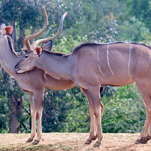 Greater kudu; Colchester; 6th May 2022