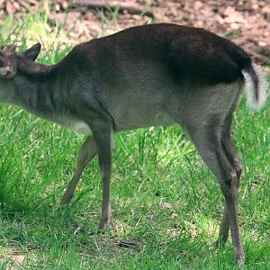 Blue duiker; Colchester; 6th May 2022