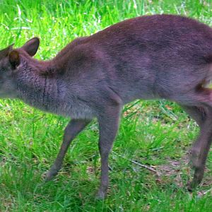 Blue duiker; Colchester; 6th May 2022