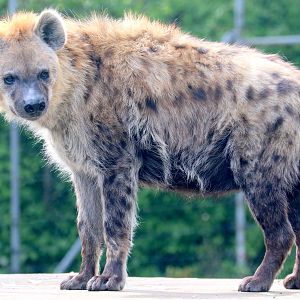 Spotted hyaena; Colchester; 6th May 2022