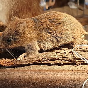 Short-tailed field vole