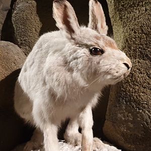 Snow hare