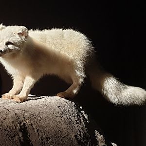 Arctic fox