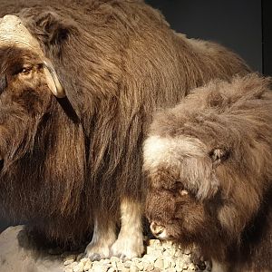 Musk oxes