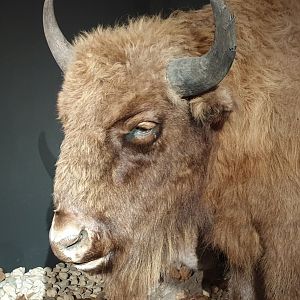 Wisent