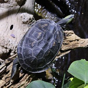 Chinese stripe-necked turtle
