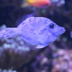 Bristle-tailed filefish - Acreichthys tomentosus
