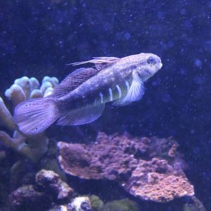 White-barred goby - Amblygobius phalaena