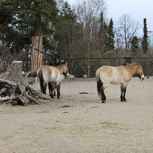 Przewalski’s horses