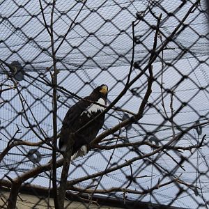 Steller’s sea eagle