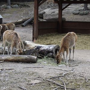 Père David’s deer