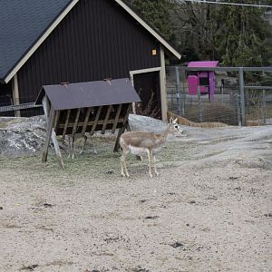 Persian goitered gazelle