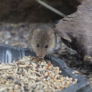Eurasian harvest mouse eating