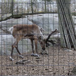 Finnish forest reindeer