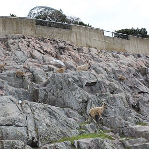 Tadjik markhor family