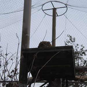 Amur leopard resting