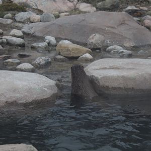 Eurasian otter