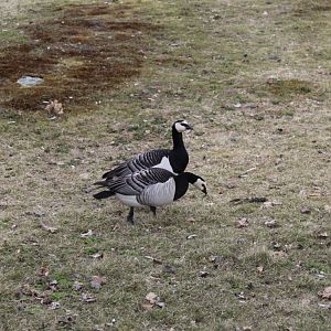 Barnacle geese