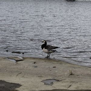Barnacle goose