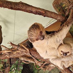 Mother & baby Linnaeus' Sloth
