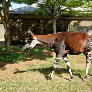 Okapi