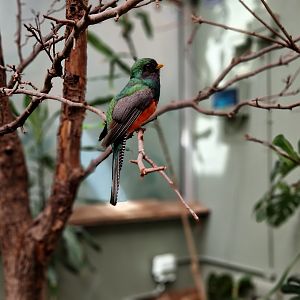 Collared Trogon